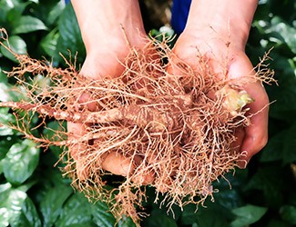 服用三七，也別忘了試試鮮三七